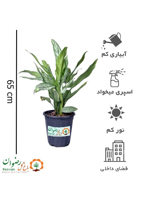 گیاه آگلونما سیلور کوئین AS16