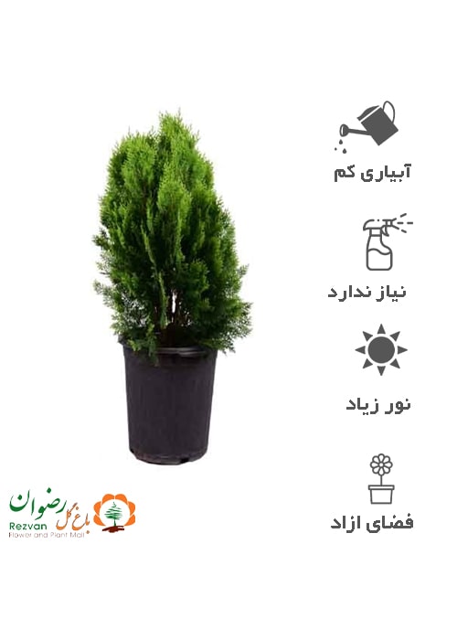 گیاه سرو کامیس پاریس سطل نیمه زباله