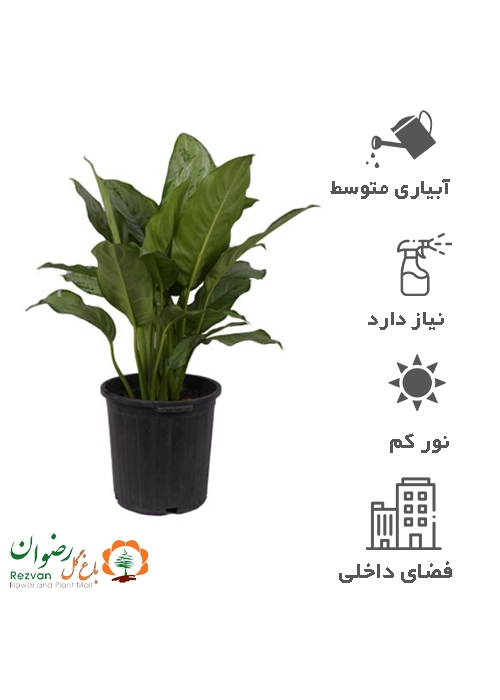 گیاه آگلونما برگ پهن سطل 10 AC1