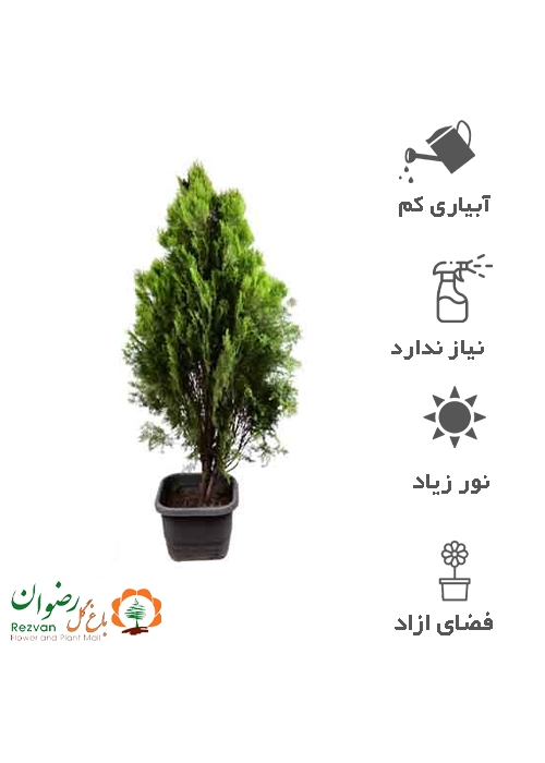 گیاه سرو کامیس پاریس جعبه 40