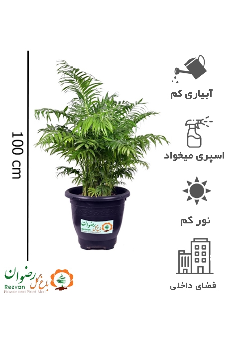 گیاه شامادورا سایز سوپر CE3
