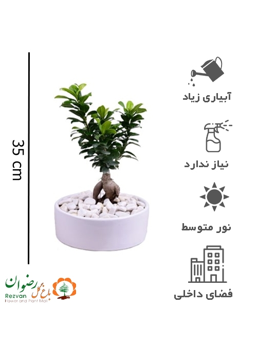 گیاه بنسای با گلدان سرامیکی با ارتفاع 30 الی 35 GB19