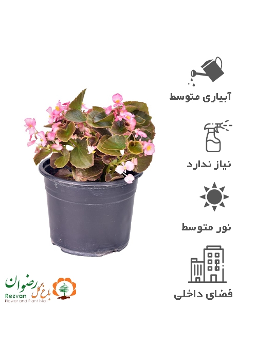 گیاه بگونیا گل ریز