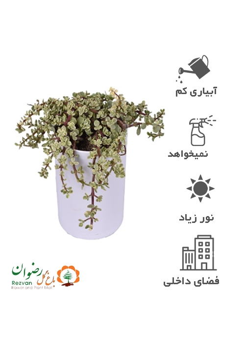 گیاه خرفه ای ابلق با گلدان مهرنی 20B
